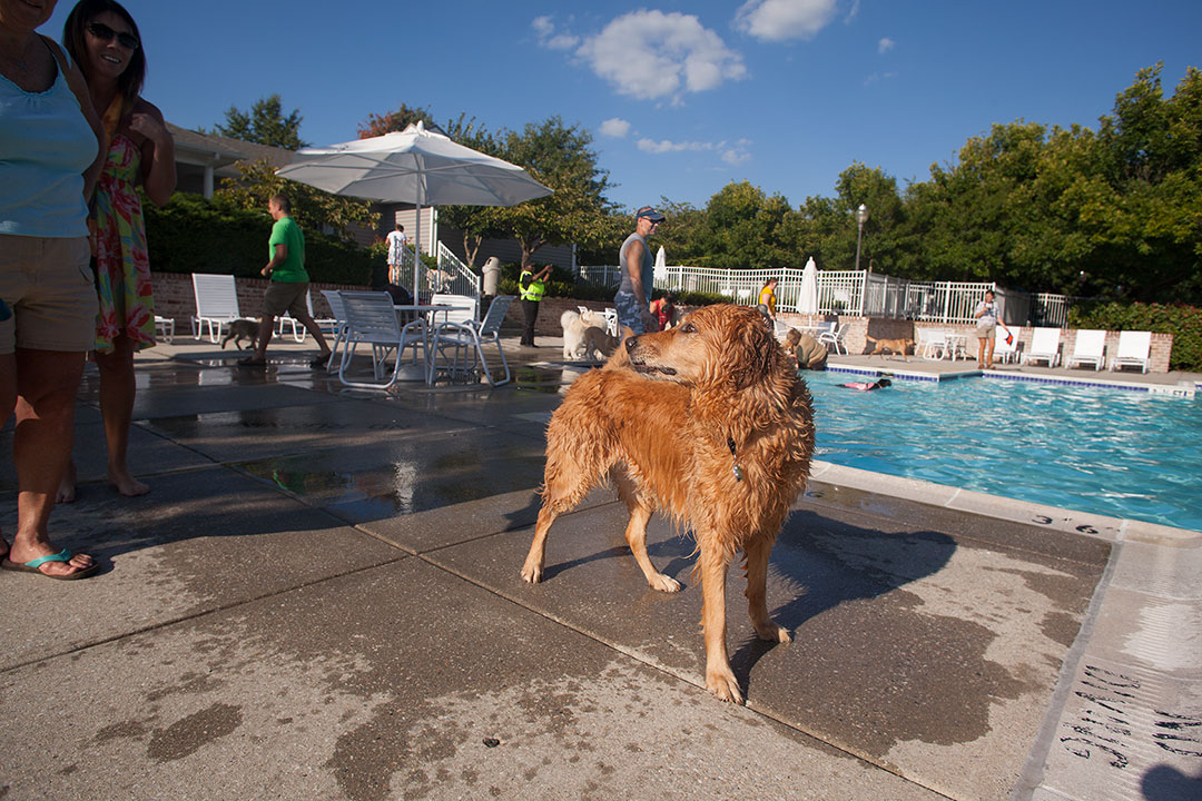 Doggie paddle human society event