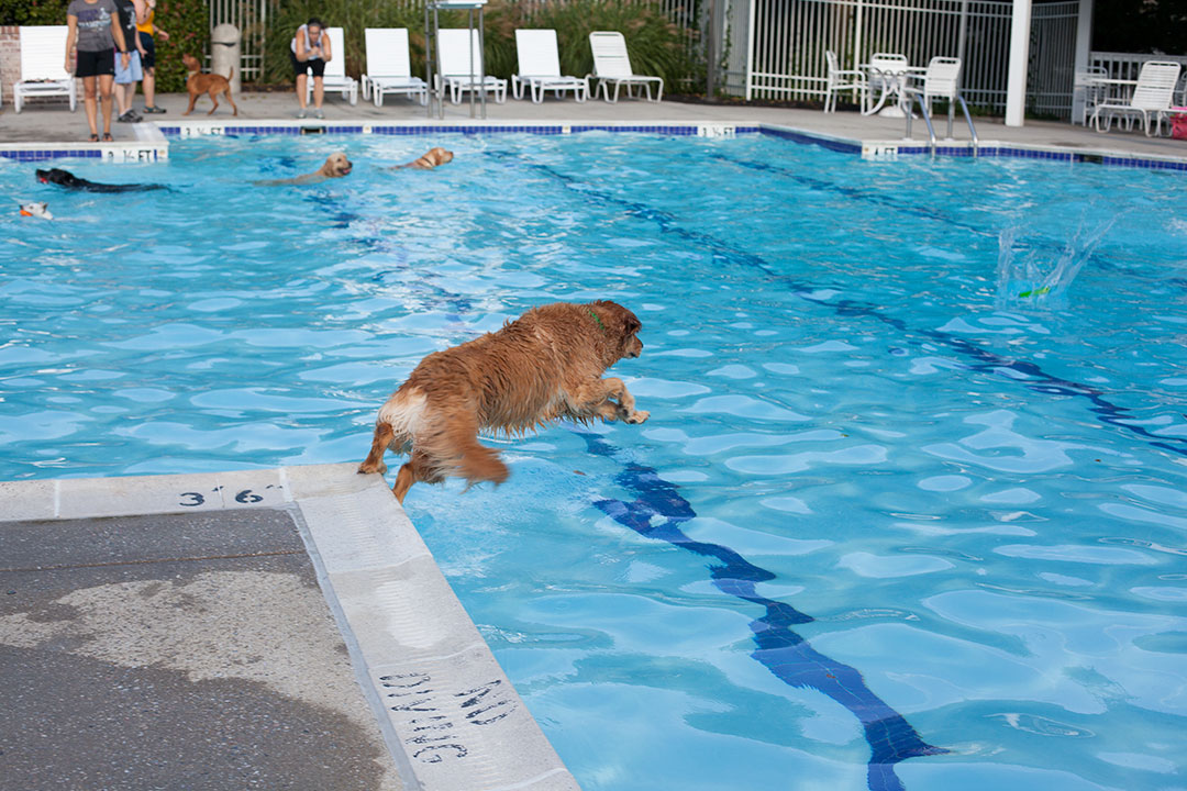 Doggie paddle human society event