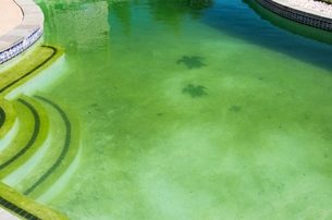 What can pool maintenance do about algae?