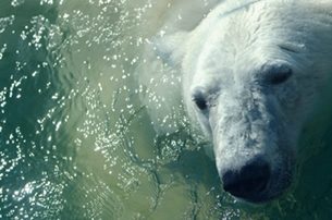 Polar bear plunges: Are they healthy or crazy?
