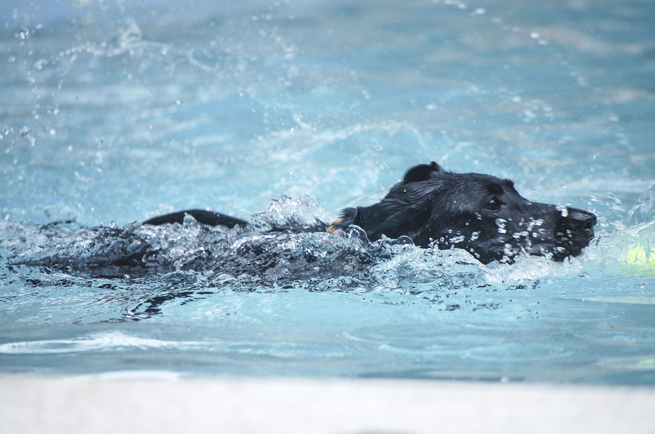 The 2015 Dog Swim at The Greens
