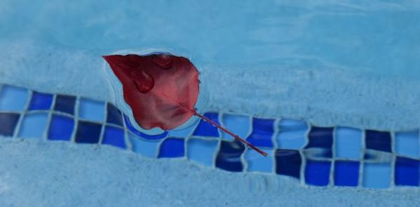 Single red leaf floating in pool