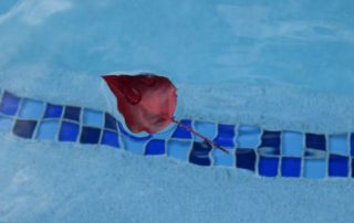Single red leaf floating in pool