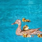 Why are ducks nesting in my pool?