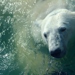 Polar bear plunges: Are they healthy or crazy?